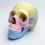 Jucarii, Copii si Bebe - Jucarii si jocuri - Jucarii & jocuri educative - Jocuri si jucarii educative - Macheta craniu uman 1:2, 17 parti mobile, cu 10 carti explicative, copii 3 ani+ - Infinity.ro