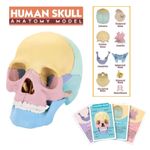 Jucarii, Copii si Bebe - Jucarii si jocuri - Jucarii & jocuri educative - Jocuri si jucarii educative - Macheta craniu uman 1:2, 17 parti mobile, cu 10 carti explicative, copii 3 ani+ - Infinity.ro