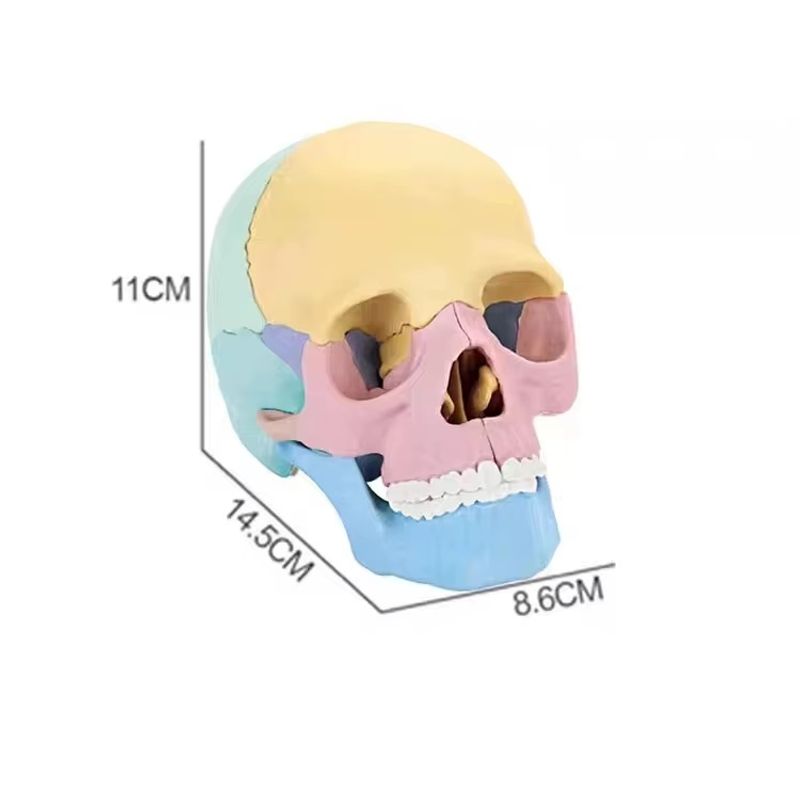 Jucarii, Copii si Bebe - Jucarii si jocuri - Jucarii & jocuri educative - Jocuri si jucarii educative - Macheta craniu uman 1:2, 17 parti mobile, cu 10 carti explicative, copii 3 ani+ - Infinity.ro