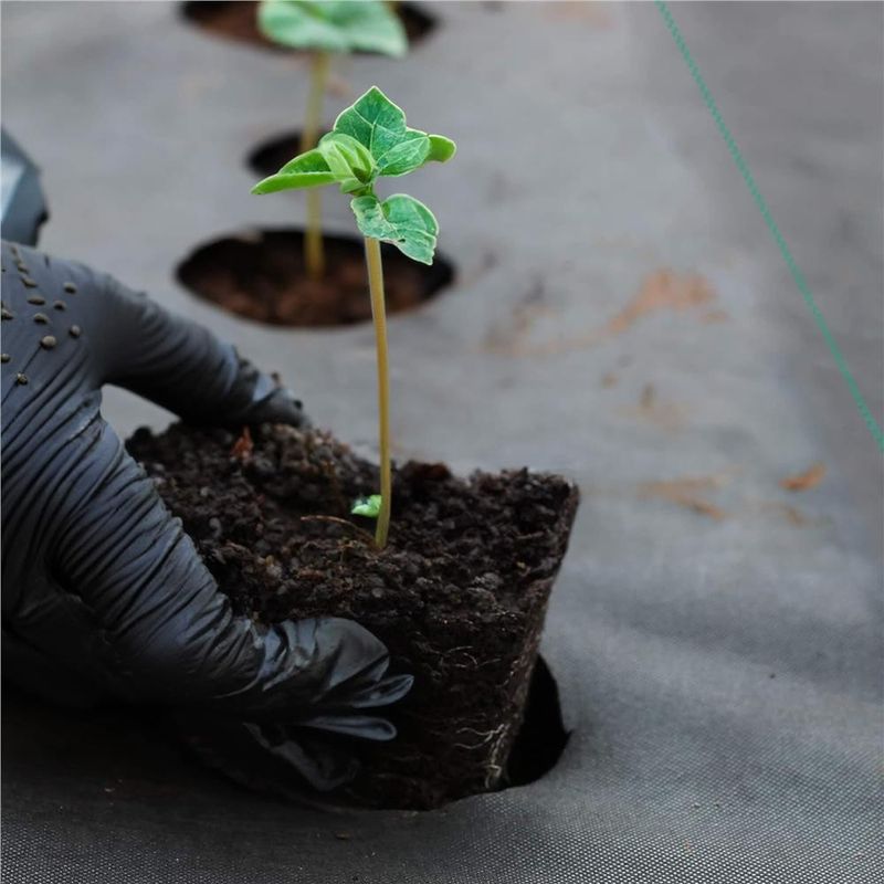 Casa si Gradina - Gradinarit si plante - Sere si solarii - Folie agrotextil, mulcire, antiburuieni, filtru UV, 50 x 1.6metri, 135g/m2, negru - Infinity.ro