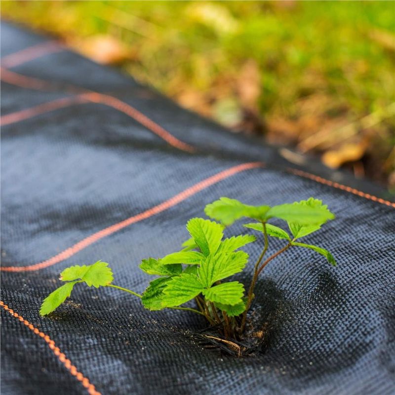 Casa si Gradina - Gradinarit si plante - Sere si solarii - Folie agrotextil, mulcire, antiburuieni, filtru UV, 50 x 1.6metri, 135g/m2, negru - Infinity.ro