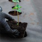 Casa si Gradina - Gradinarit si plante - Sere si solarii - Folie agrotextil, mulcire, antiburuieni, filtru UV, 50 x 1.1metri, 135g/m2, negru - Infinity.ro
