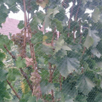 Casa si Gradina - Gradinarit si plante - Sere si solarii - Plasa contra pasari 4 x 50m (antipasari) - Infinity.ro