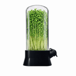 Casa si Gradina - Bucatarie si vesela - Organizare si depozitare bucatarie - Cutii alimentare - Germinator pentru Microplante cu Capac Transparent, Mini Sera pentru Cultivare Acasa, Negru, 27x13 cm - Infinity.ro