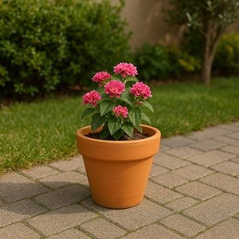 Casa si Gradina - Gradinarit si plante - Plante si ghivece - Ghivece si suporturi - Ghiveci Ceramic Teracota Rotunde - Design Clasic pentru Plante - Infinity.ro