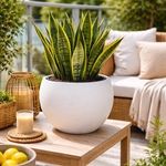 Casa si Gradina - Gradinarit si plante - Plante si ghivece - Ghivece si suporturi - Ghiveci Rotunde din Plastic Alb - Design Minimalist pentru Plante - Infinity.ro