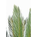 Casa si Gradina - Decoratiuni - Obiecte decorative - Plante artificiale - Palmier artificial Cycas cu 28 frunze in ghiveci 120 h - Infinity.ro