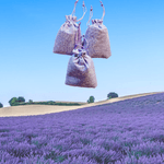 Casa si Gradina - Decoratiuni - Aromaterapie si lumanari - Odorizante camera - Set 3 saculeti, cu lavanda, textili, mov, 3x15 grame - Infinity.ro