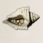 Casa si Gradina - Decoratiuni - Obiecte decorative - Accesorii decorative - Suport bijuterii scoica Big Shell alb gold - Infinity.ro