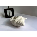 Casa si Gradina - Decoratiuni - Obiecte decorative - Accesorii decorative - Suport bijuterii scoica Big Shell alb gold - Infinity.ro