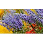 Casa si Gradina - Decoratiuni - Tablouri - Tablou canvas 90x50 cm, Natura cu Flori model 343, Multicolor - Infinity.ro