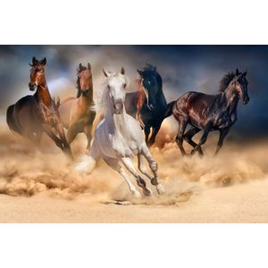 Tablou canvas - Cai alergand