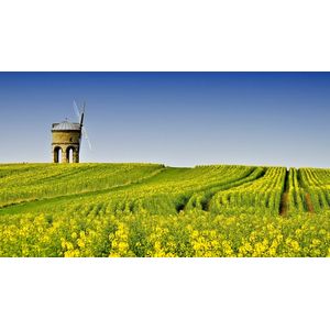 Casa si Gradina - Decoratiuni - Tablouri - Infinity.ro