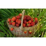 Casa si Gradina - Decoratiuni - Tablouri - Tablou canvas  Drinks and food model 159, 30x20 cm - Infinity.ro