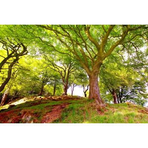 Casa si Gradina - Decoratiuni - Tablouri - Infinity.ro