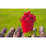 Casa si Gradina - Decoratiuni - Tablouri - Tablou canvas  Drinks and food model 180, 30x20 cm - Infinity.ro