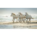Casa si Gradina - Decoratiuni - Tablouri - Tablou canvas Animale model 251, 90x50 cm - Infinity.ro