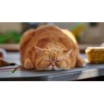 Casa si Gradina - Decoratiuni - Tablouri - Tablou canvas Pisici model 12, 50x35 cm - Infinity.ro