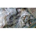 Casa si Gradina - Decoratiuni - Tablouri - Tablou canvas Pisici model 67, 75x50 cm - Infinity.ro