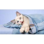 Casa si Gradina - Decoratiuni - Tablouri - Tablou canvas Pisici model 137, 90x50 cm - Infinity.ro