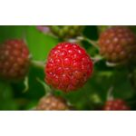 Casa si Gradina - Decoratiuni - Tablouri - Tablou canvas  Drinks and food model 81, 100x70 cm - Infinity.ro