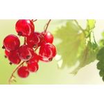 Casa si Gradina - Decoratiuni - Tablouri - Tablou canvas  Drinks and food model 102, 50x35 cm - Infinity.ro