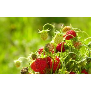 Casa si Gradina - Decoratiuni - Infinity.ro