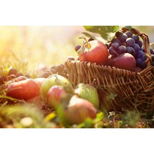 Casa si Gradina - Decoratiuni - Infinity.ro