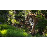 Casa si Gradina - Decoratiuni - Tablouri - Tablou canvas Animale model 40, 90x50 cm - Infinity.ro