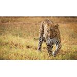 Casa si Gradina - Decoratiuni - Tablouri - Tablou canvas Animale model 43, 90x50 cm - Infinity.ro