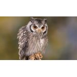 Casa si Gradina - Decoratiuni - Tablouri - Tablou canvas Animale model 74, 90x50 cm - Infinity.ro