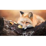 Casa si Gradina - Decoratiuni - Tablouri - Tablou canvas Animale model 570, 90x50 cm - Infinity.ro