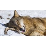 Casa si Gradina - Decoratiuni - Tablouri - Tablou canvas Animale model 246, 75x50 cm - Infinity.ro