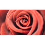 Casa si Gradina - Decoratiuni - Tablouri - Tablou canvas Natura cu Flori model 9, 75x50 cm - Infinity.ro
