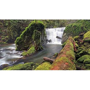 Casa si Gradina - Decoratiuni - Infinity.ro