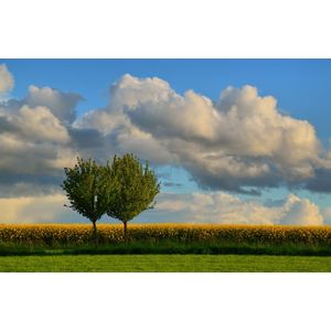 Casa si Gradina - Decoratiuni - Tablouri - Infinity.ro