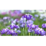 Casa si Gradina - Decoratiuni - Tablouri - Tablou canvas Natura cu Flori model 27, 90x50 cm - Infinity.ro