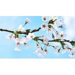 Casa si Gradina - Decoratiuni - Tablouri - Tablou canvas Natura cu Flori model 29, 75x50 cm - Infinity.ro