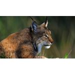 Casa si Gradina - Decoratiuni - Tablouri - Tablou canvas Animale model 276, 90x50 cm - Infinity.ro