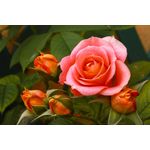 Casa si Gradina - Decoratiuni - Tablouri - Tablou canvas Natura cu Flori model 51, 75x50 cm - Infinity.ro