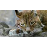 Casa si Gradina - Decoratiuni - Tablouri - Tablou canvas Animale model 337, 75x50 cm - Infinity.ro