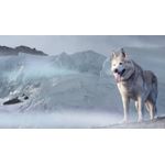 Casa si Gradina - Decoratiuni - Tablouri - Tablou canvas Animale model 568, 50x35 cm - Infinity.ro