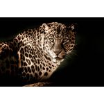Casa si Gradina - Decoratiuni - Tablouri - Tablou canvas Animale model 206, 90x50 cm - Infinity.ro