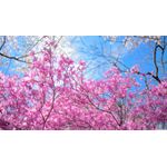 Casa si Gradina - Decoratiuni - Tablouri - Tablou canvas Natura cu Flori model 63, 75x50 cm - Infinity.ro