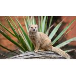 Casa si Gradina - Decoratiuni - Tablouri - Tablou canvas Animale model 383, 50x35 cm - Infinity.ro