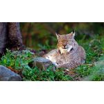 Casa si Gradina - Decoratiuni - Tablouri - Tablou canvas Animale model 263, 90x50 cm - Infinity.ro