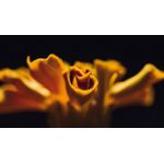 Casa si Gradina - Decoratiuni - Tablouri - Tablou canvas Natura cu Flori model 71, 75x50 cm - Infinity.ro
