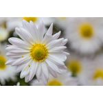 Casa si Gradina - Decoratiuni - Tablouri - Tablou canvas Natura cu Flori model 74, 75x50 cm - Infinity.ro