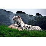 Casa si Gradina - Decoratiuni - Tablouri - Tablou canvas Animale model 489, 50x35 cm - Infinity.ro