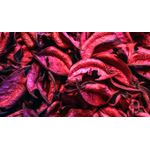 Casa si Gradina - Decoratiuni - Tablouri - Tablou canvas Natura cu Flori model 105, 75x50 cm - Infinity.ro
